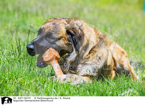 liegender Germanischer Brenhund / lying Germanic Bear Dog / SST-16415