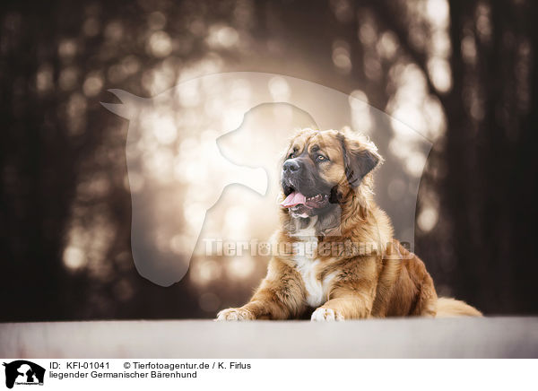 liegender Germanischer Brenhund / lying German Beardog / KFI-01041