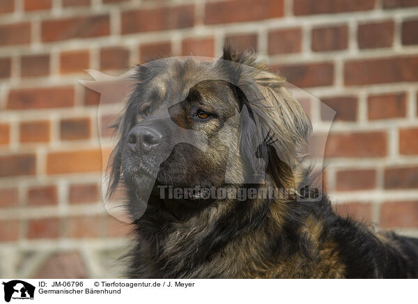 Germanischer Brenhund / German Beardog / JM-06796
