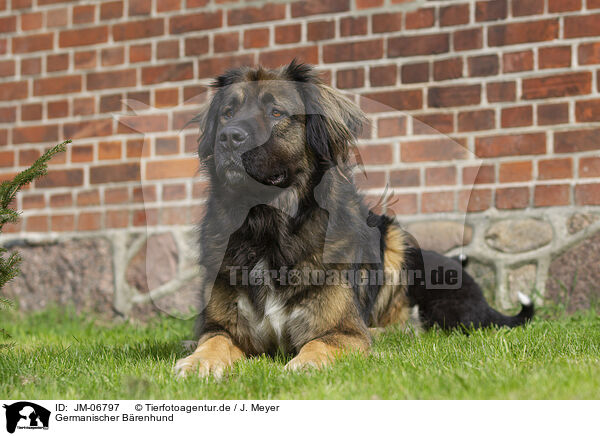 Germanischer Brenhund / German Beardog / JM-06797