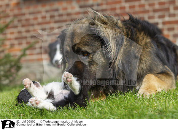Germanischer Brenhund mit Border Collie Welpen / Germanic bear dog with border collie puppy / JM-06802
