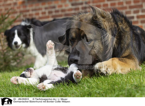 Germanischer Brenhund mit Border Collie Welpen / Germanic bear dog with border collie puppy / JM-06803