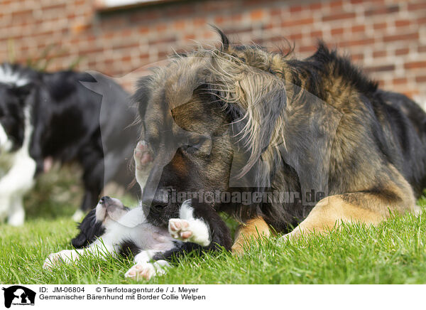 Germanischer Brenhund mit Border Collie Welpen / JM-06804