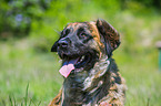 Germanischer Brenhund Portrait