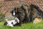 Germanischer Bärenhund mit Border Collie Welpen