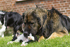 Germanischer Brenhund mit Border Collie Welpen