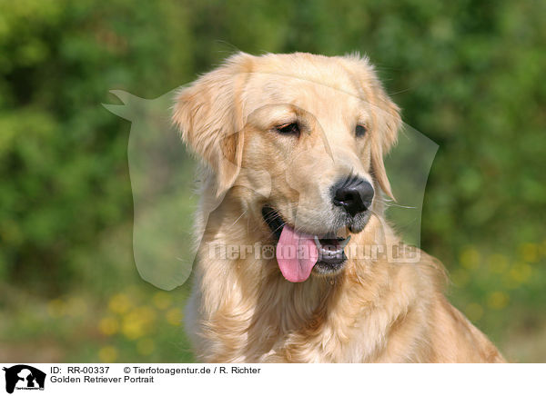 Golden Retriever Portrait / RR-00337