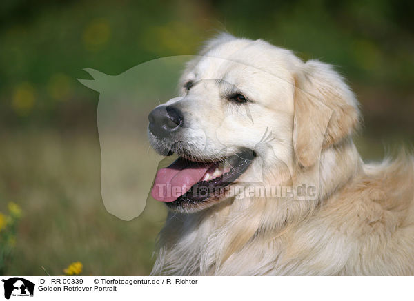 Golden Retriever Portrait / Golden Retriever Portrait / RR-00339