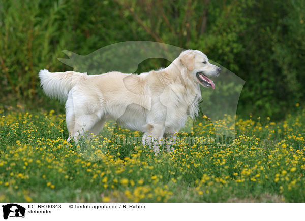 stehender / standing Golden Retriever / RR-00343