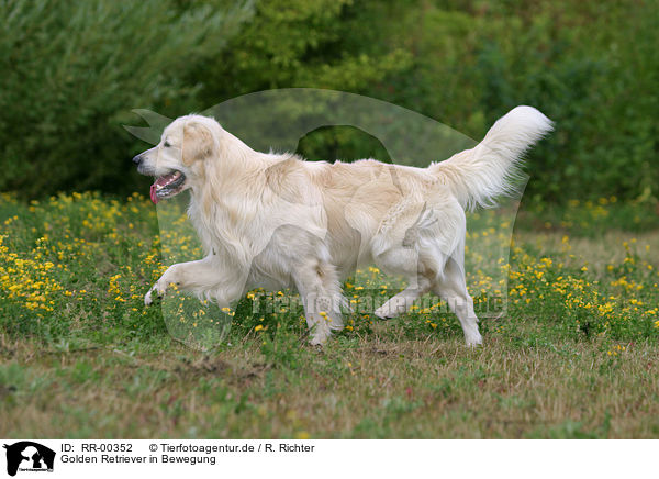 Golden Retriever in Bewegung / in action / RR-00352