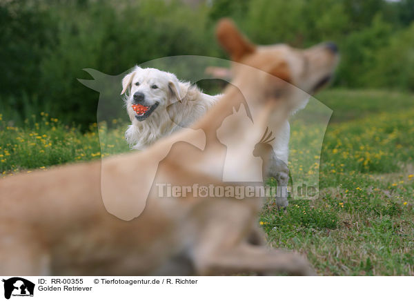 Golden Retriever / Golden Retriever / RR-00355