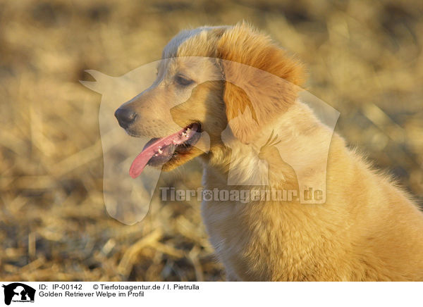 Golden Retriever Welpe im Profil / Golden Retriever Puppy / IP-00142