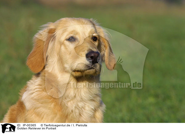 Golden Retriever im Portrait / IP-00365