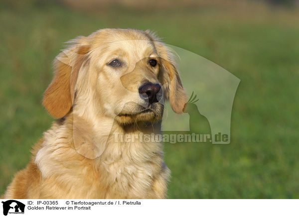 Golden Retriever im Portrait / Golden Retriever Portrait / IP-00365