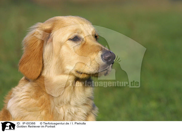 Golden Retriever im Portrait / Golden Retriever Portrait / IP-00366