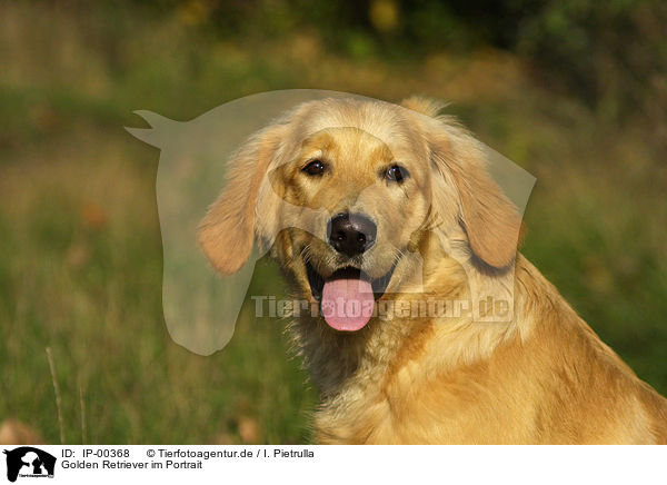 Golden Retriever im Portrait / Golden Retriever Portrait / IP-00368