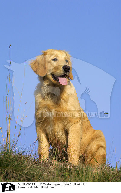 sitzender Golden Retriever / sitting Golden Retriever / IP-00374