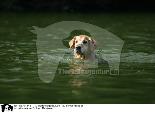 schwimmender Golden Retriever / swimming Golden Retriever / SS-01448