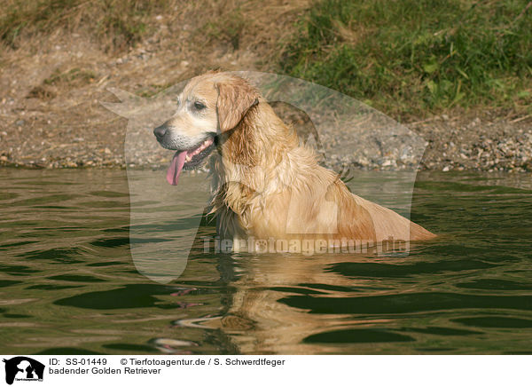 badender Golden Retriever / bathing Golden Retriever / SS-01449