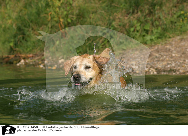 planschender Golden Retriever / splashing Golden Retriever / SS-01450