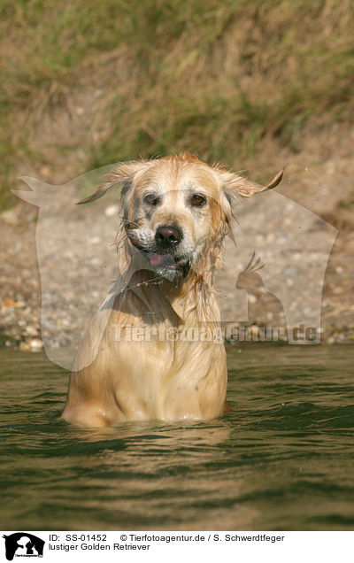 lustiger Golden Retriever / funny Golden Retriever / SS-01452