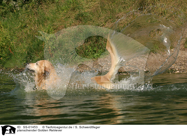 planschender Golden Retriever / splashing Golden Retriever / SS-01453