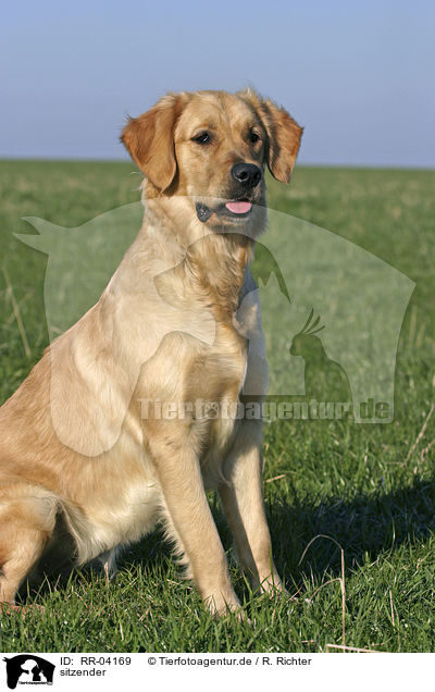 sitzender / sitting Golden Retriever / RR-04169