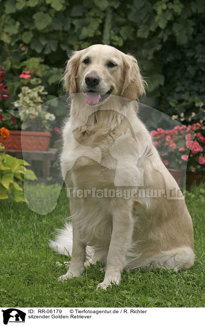 sitzender Golden Retriever / sitting Golden Retriever / RR-06179
