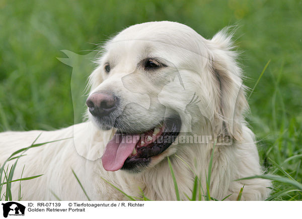 Golden Retriever Portrait / Golden Retriever Portrait / RR-07139