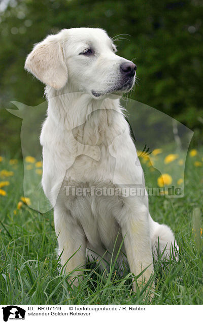 sitzender Golden Retriever / sitting Golden Retriever / RR-07149