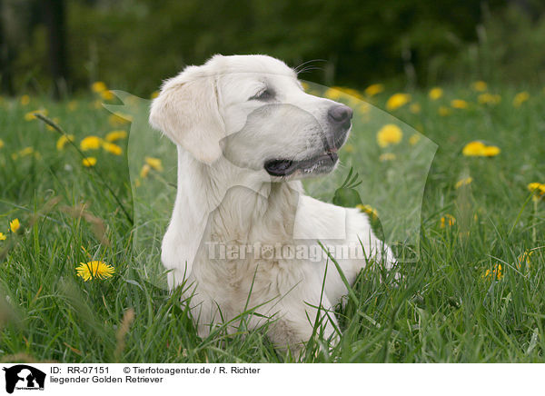 liegender Golden Retriever / lying Golden Retriever / RR-07151