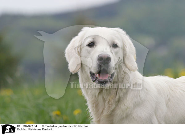 Golden Retriever Portrait / Golden Retriever Portrait / RR-07154