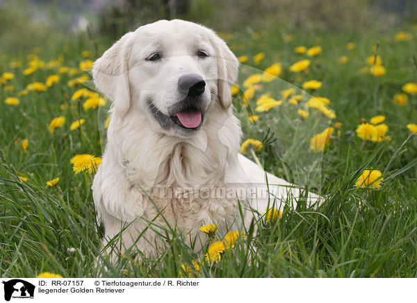 liegender Golden Retriever / lying Golden Retriever / RR-07157