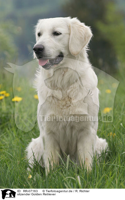 sitzender Golden Retriever / sitting Golden Retriever / RR-07163