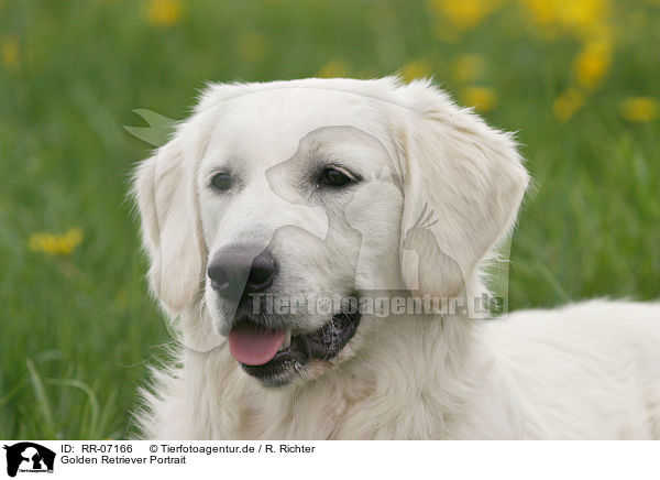 Golden Retriever Portrait / Golden Retriever Portrait / RR-07166
