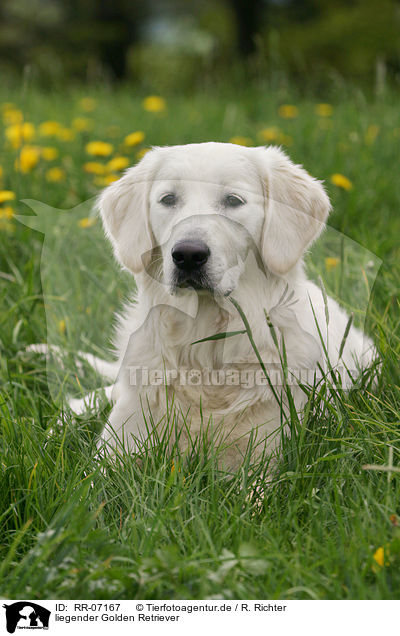 liegender Golden Retriever / lying Golden Retriever / RR-07167