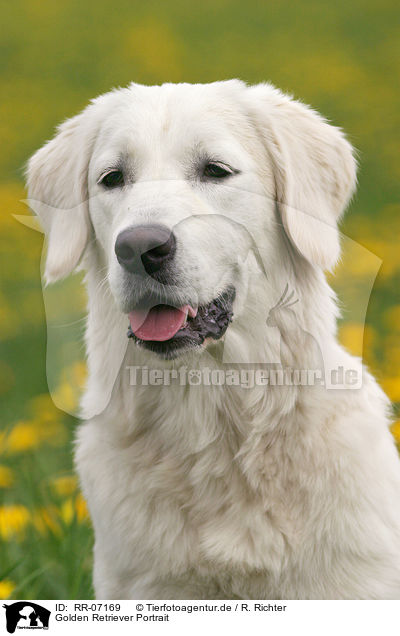 Golden Retriever Portrait / Golden Retriever Portrait / RR-07169