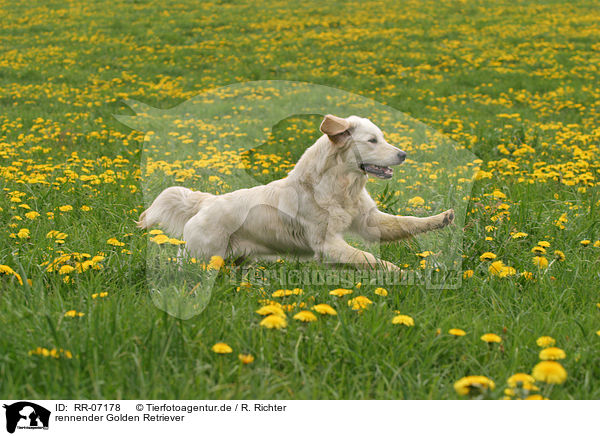 rennender Golden Retriever / running Golden Retriever / RR-07178