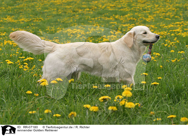 rennender Golden Retriever / running Golden Retriever / RR-07180