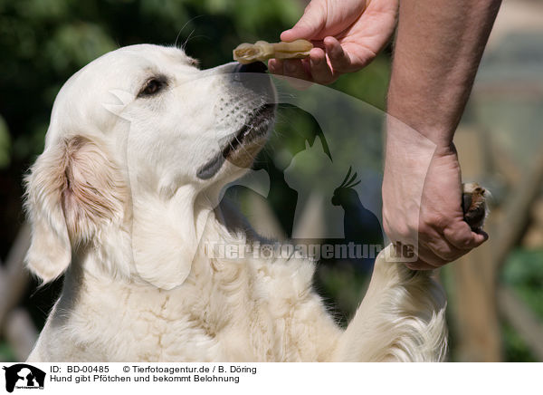 Hund gibt Pftchen und bekommt Belohnung / dog givs paw / BD-00485