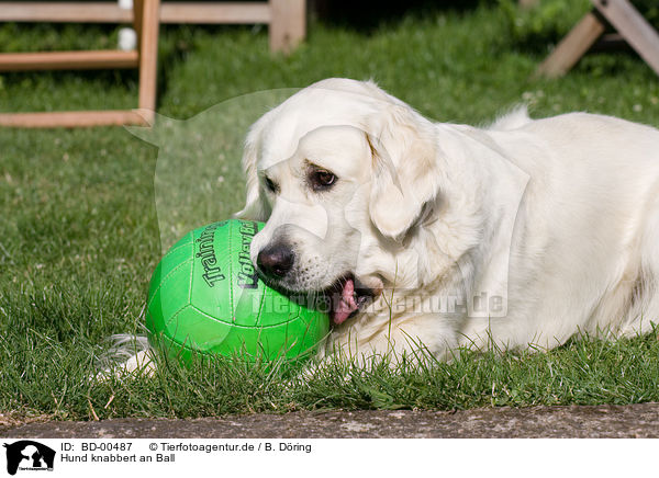 Hund knabbert an Ball / dog with ball / BD-00487
