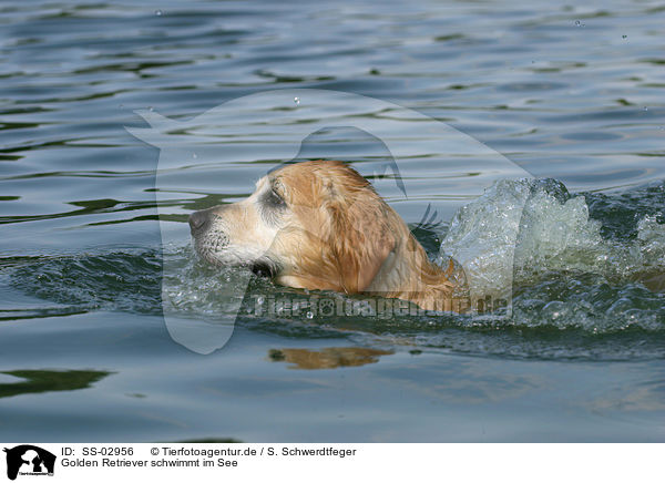 Golden Retriever schwimmt im See / SS-02956
