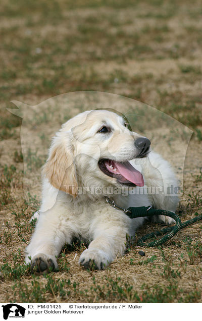 junger Golden Retriever / PM-01425