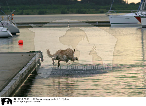 Hund springt ins Wasser / dog jump into the water / RR-07303