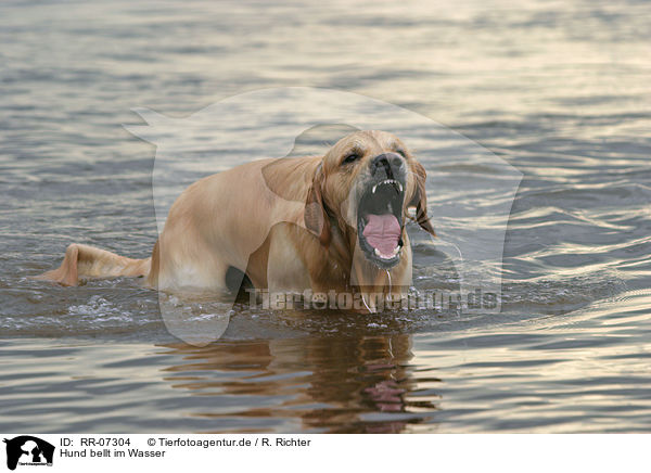 Hund bellt im Wasser / RR-07304