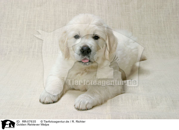 Golden Retriever Welpe / Golden Retriever Puppy / RR-07635