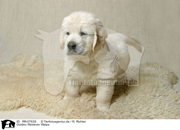 Golden Retriever Welpe / RR-07639