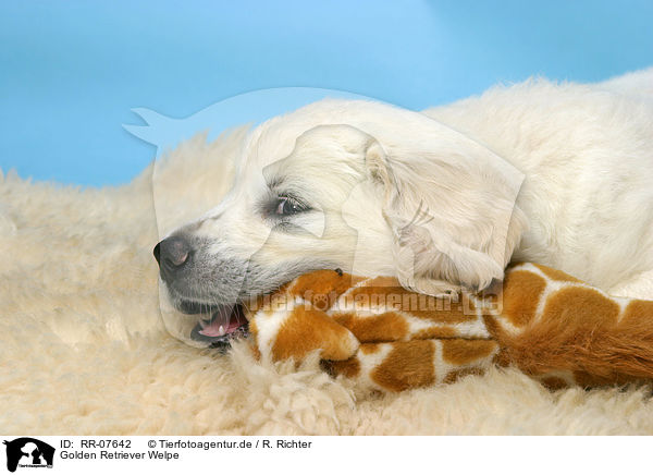 Golden Retriever Welpe / Golden Retriever Puppy / RR-07642