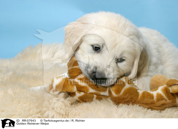 Golden Retriever Welpe / RR-07643