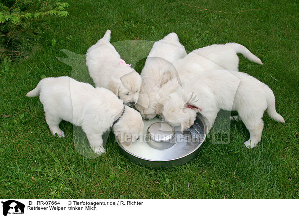 Retriever Welpen trinken Milch / drinking Pups / RR-07664